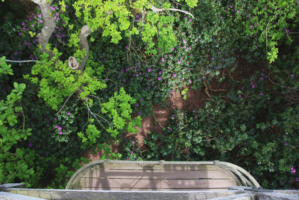 Rhododendrons at Sheringham Park