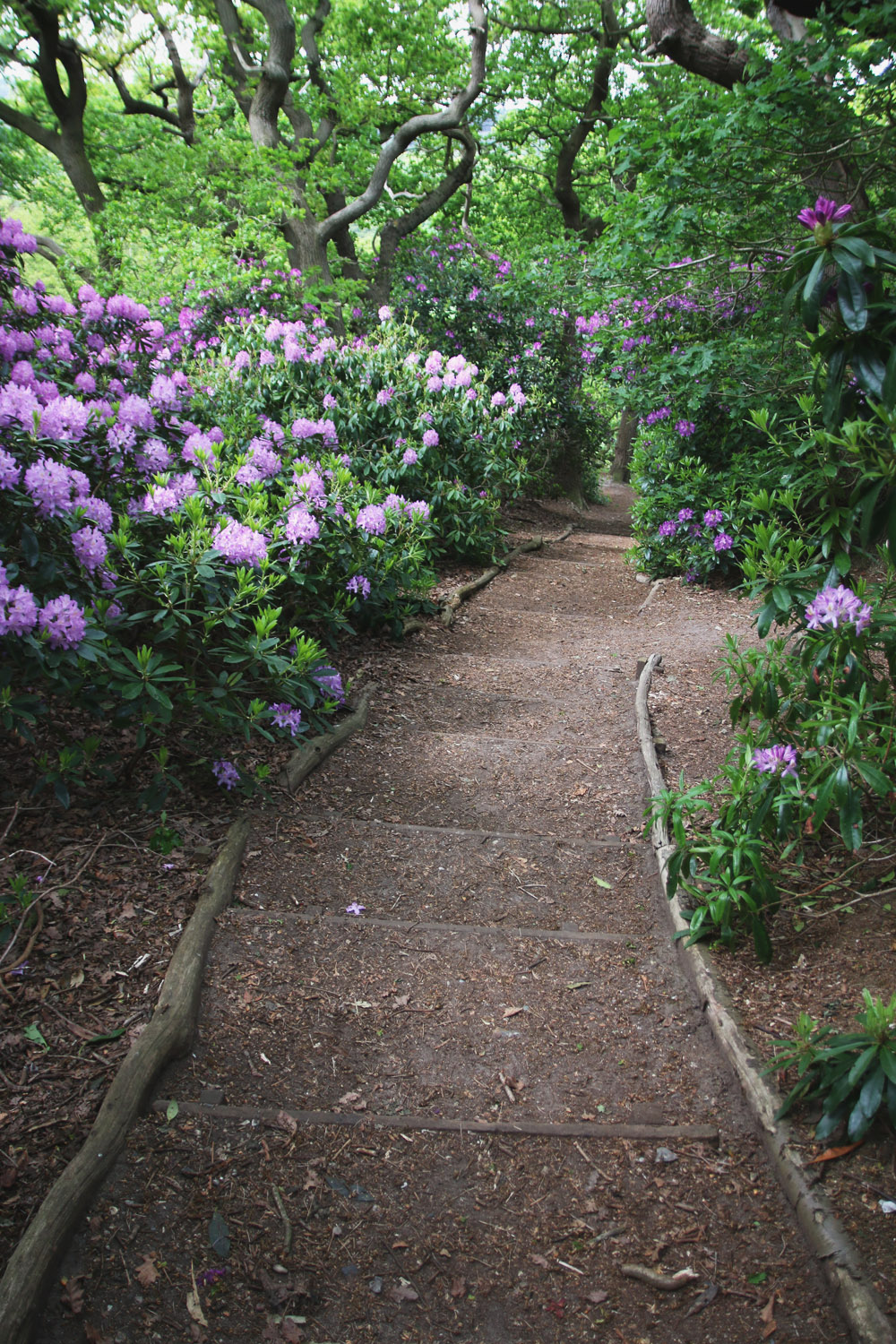 Rhododendrons at Sheringham Park