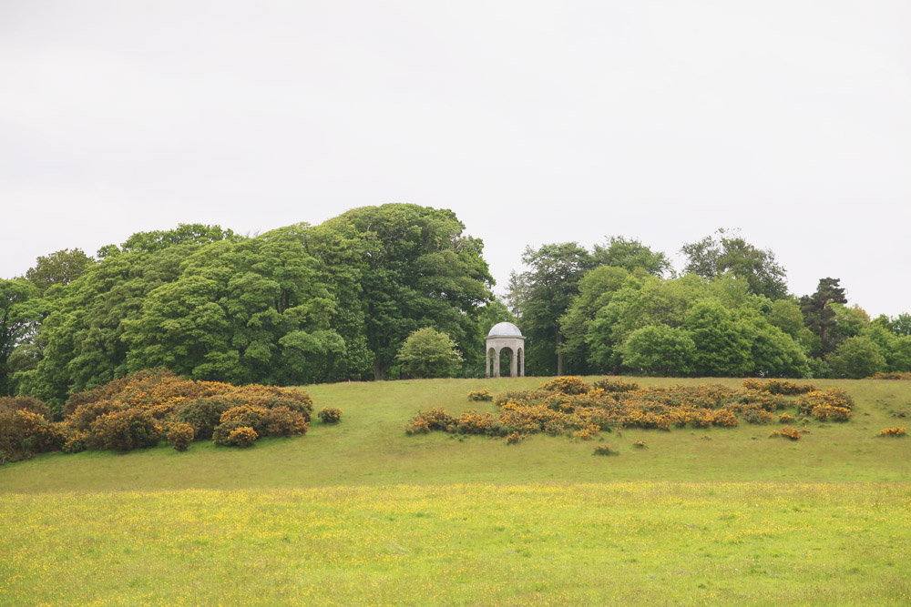 Rhododendrons at Sheringham Park