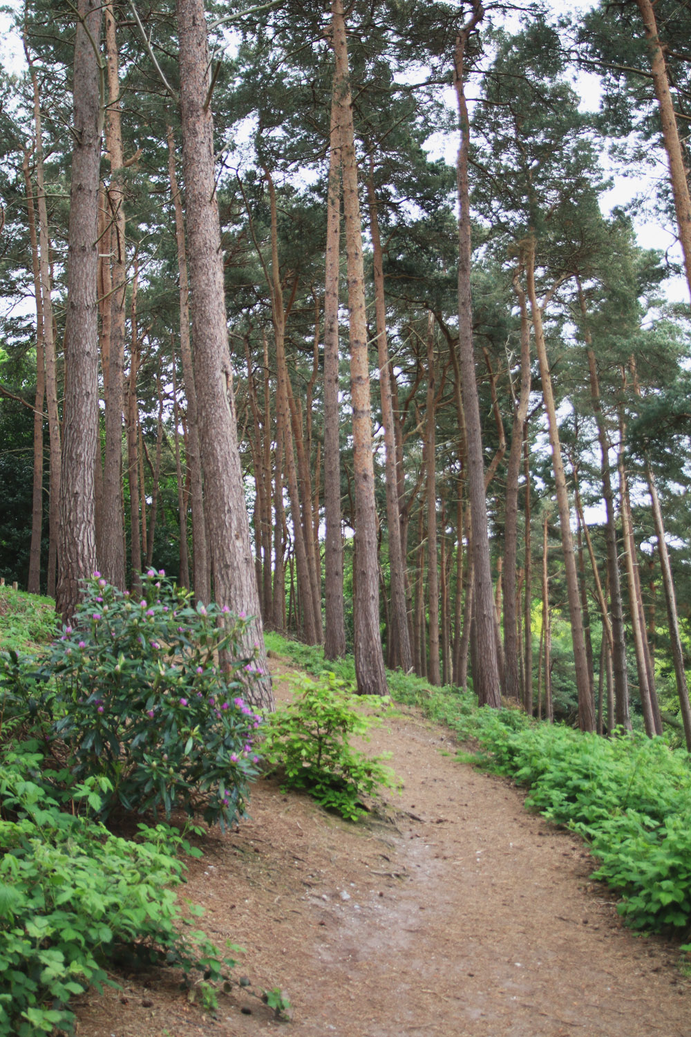 Rhododendrons at Sheringham Park