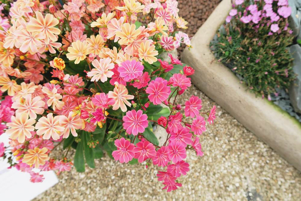 Gardeners' World Live 2016 Floral Marquee