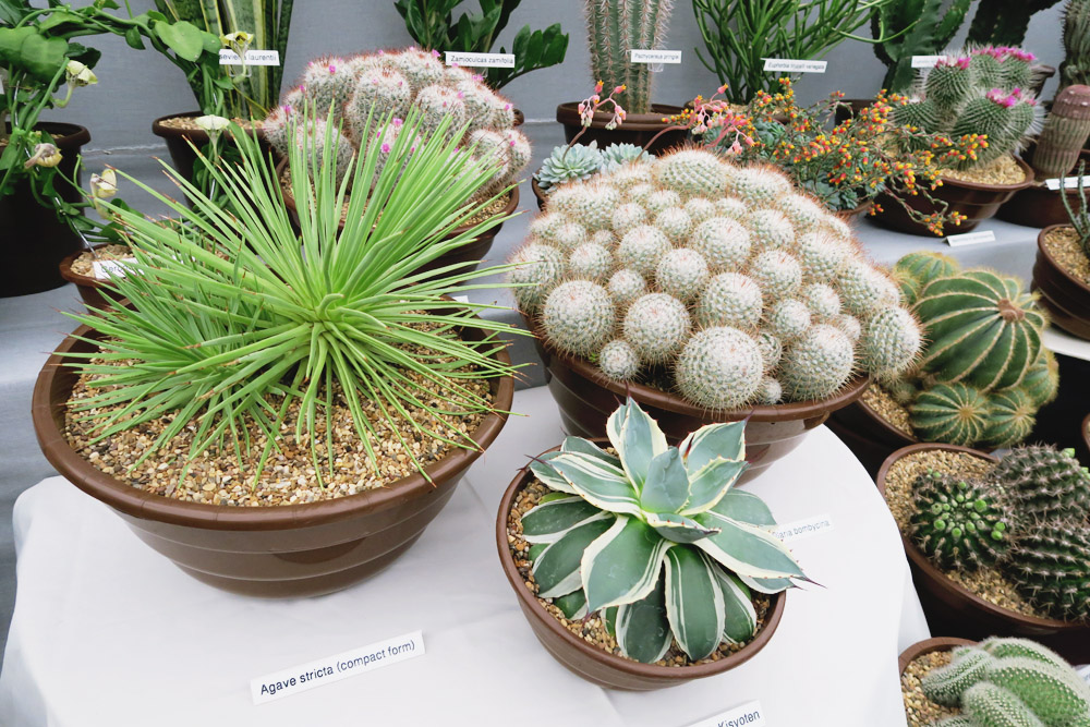 Gardeners' World Live 2016 Floral Marquee