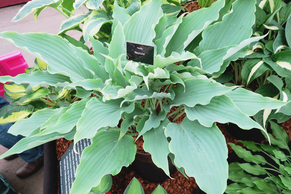 Gardeners' World Live 2016 Floral Marquee