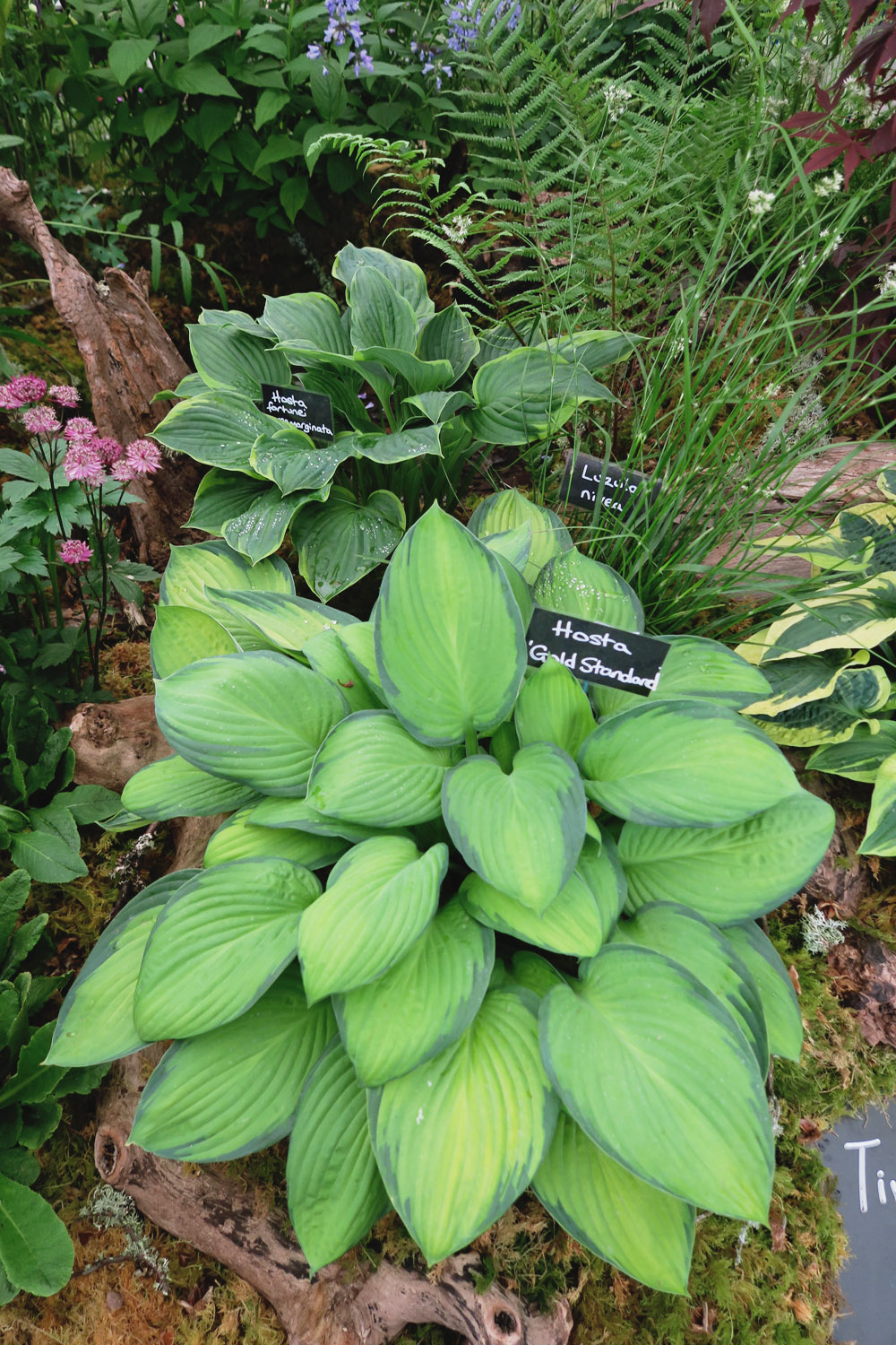 Gardeners' World Live 2016 Floral Marquee