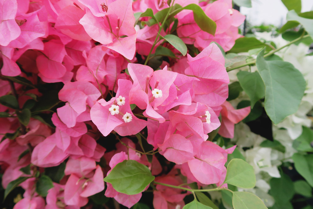 Gardeners' World Live 2016 Floral Marquee