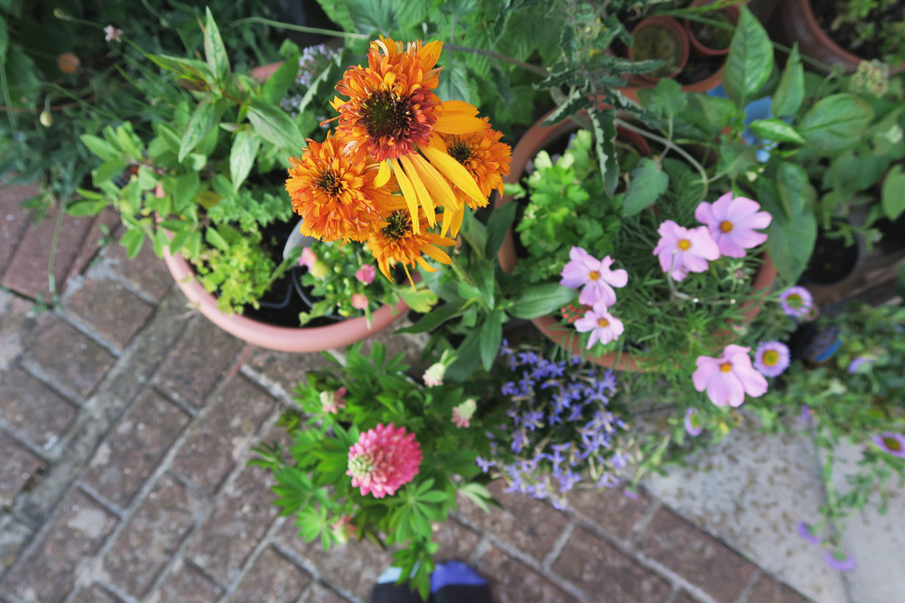 Gardeners' World Live 2016 Floral Marquee