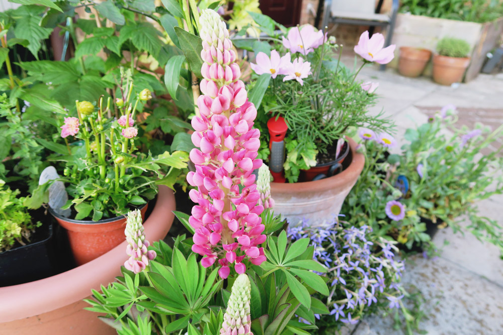 Gardeners' World Live 2016 Floral Marquee