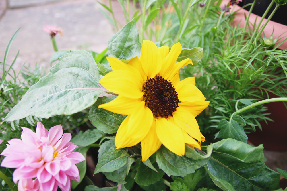 Flower Haul