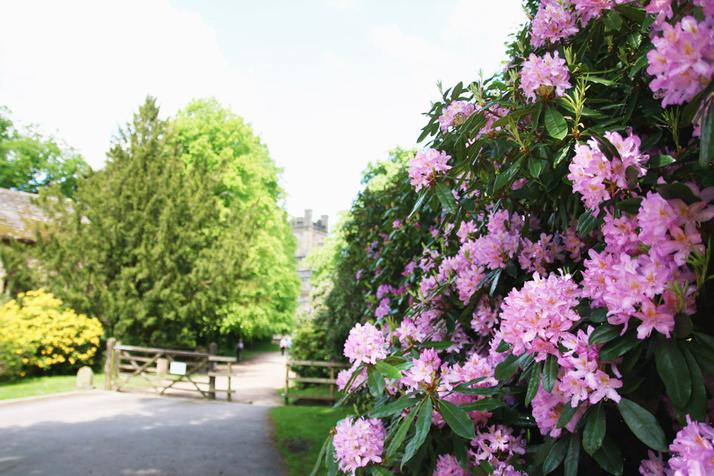 Gawthorpe Hall Rhododendrons