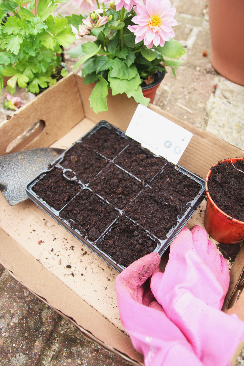 Vegetable Garden - Sowing Seeds