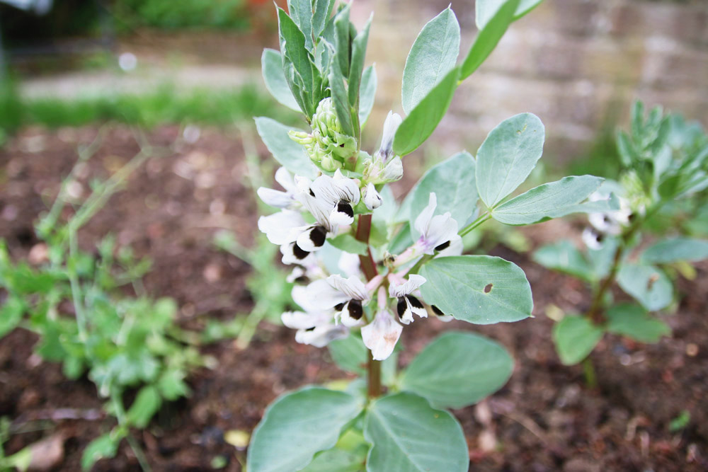 Vegetable Garden - Broad Beans