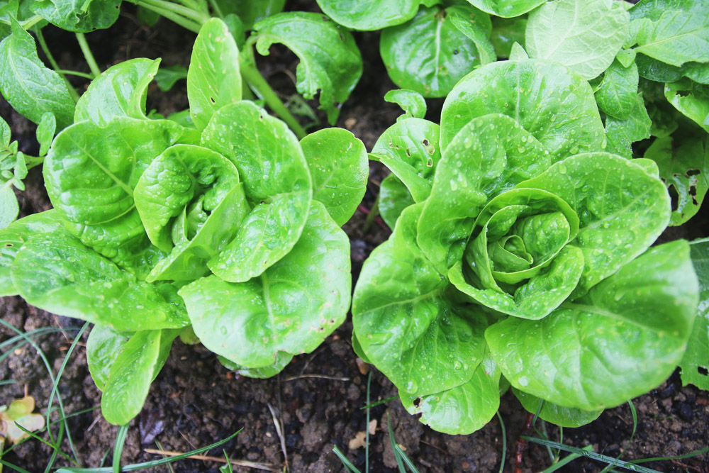 Vegetable Garden - Little Gem Lettuce