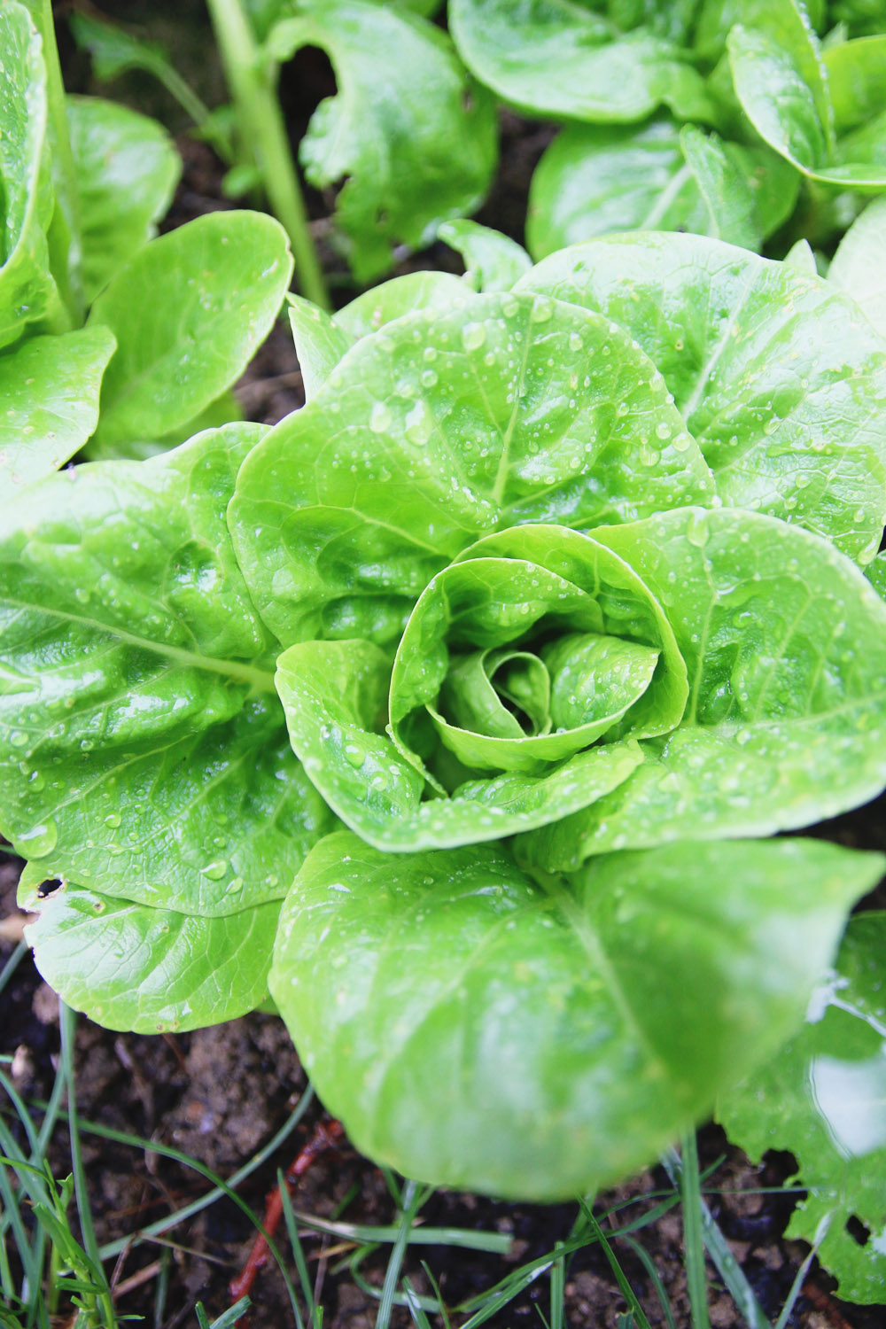 Vegetable Garden - Little Gem Lettuce