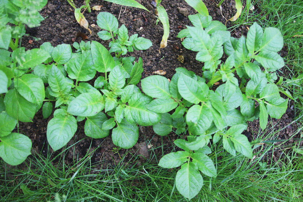 Vegetable Garden - Potatoes