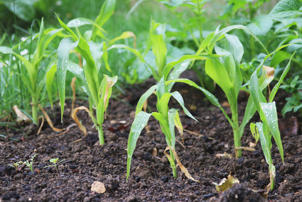 Vegetable Garden - Sweetcorn