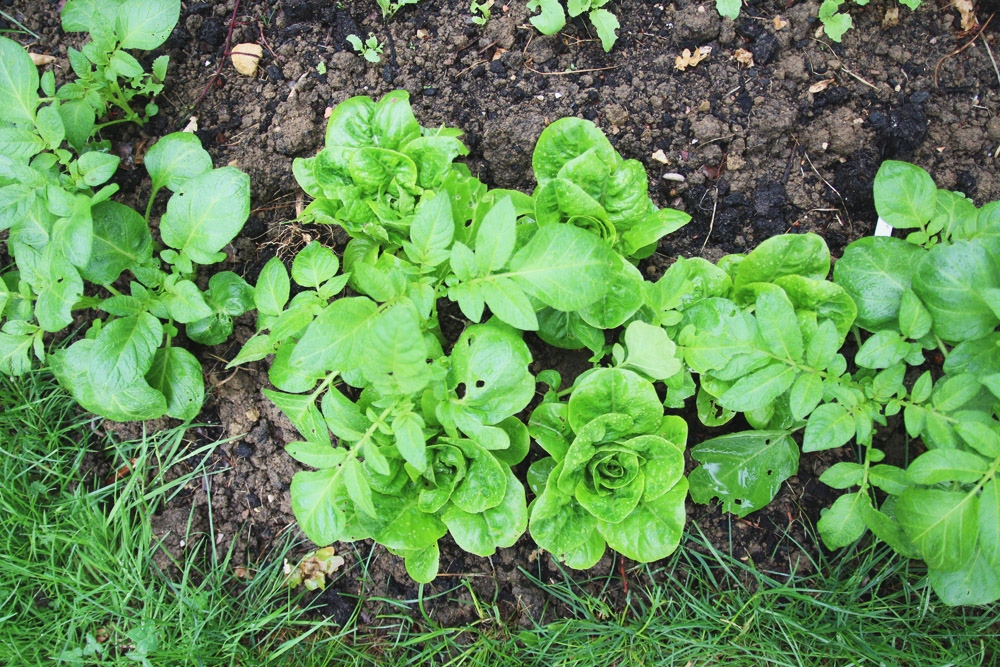 Vegetable Garden - Potatoes