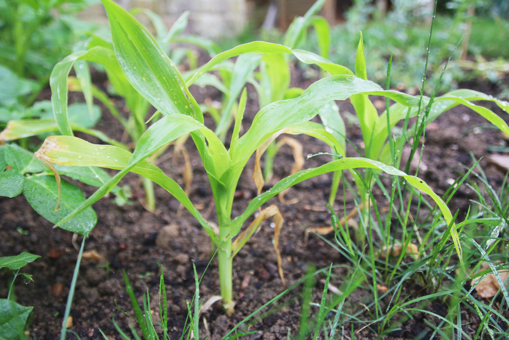 Vegetable Garden - Sweetcorn