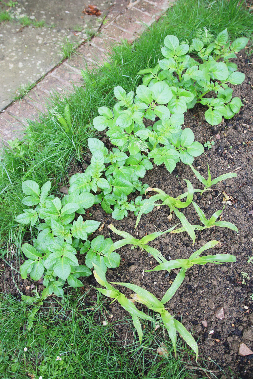 Vegetable Garden - Potatoes & Sweetcorn