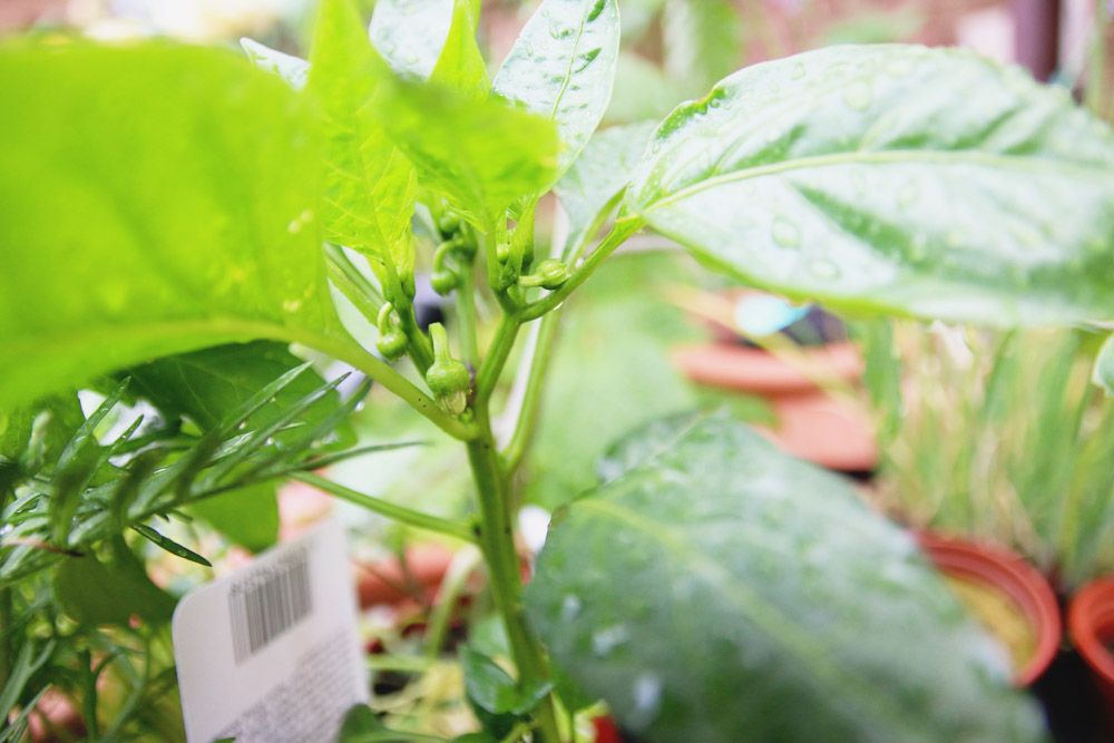 Vegetable Garden - Peppers