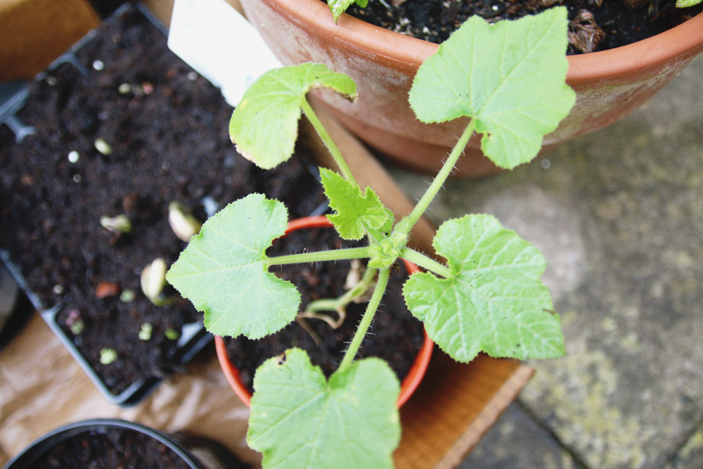 Vegetable Garden - Courgette