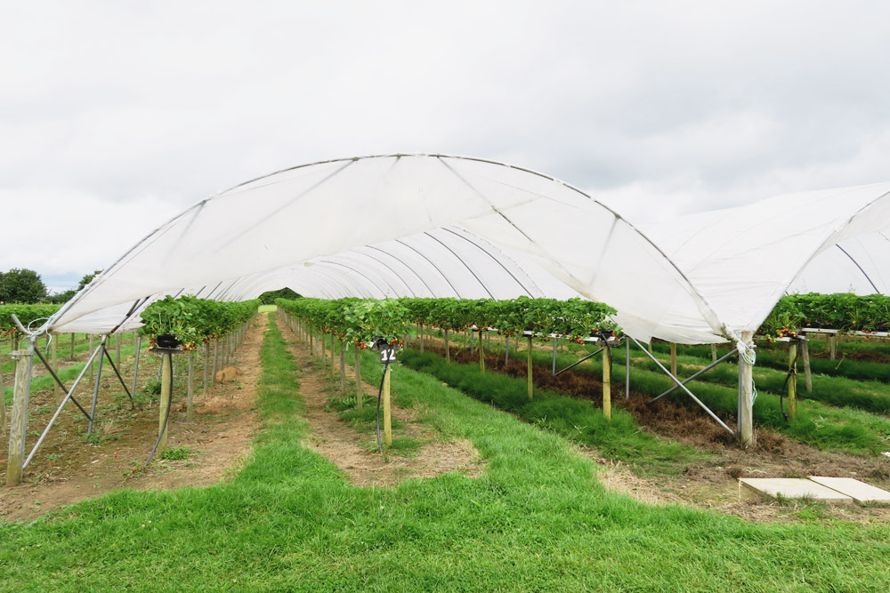 Strawberry Picking