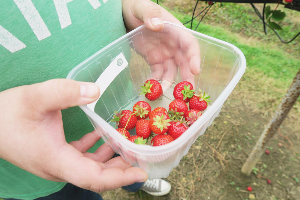 Strawberry Picking