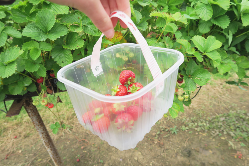 Strawberry Picking