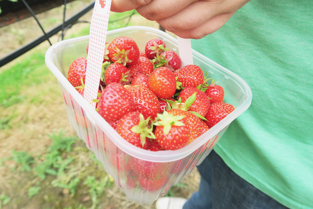 Strawberry Picking