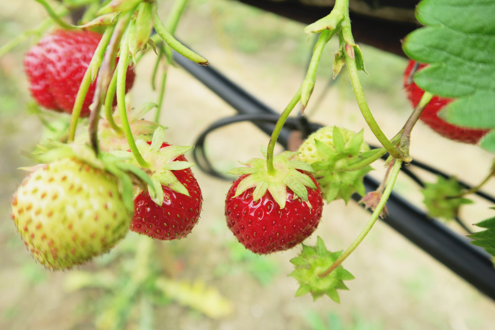 Strawberry Picking