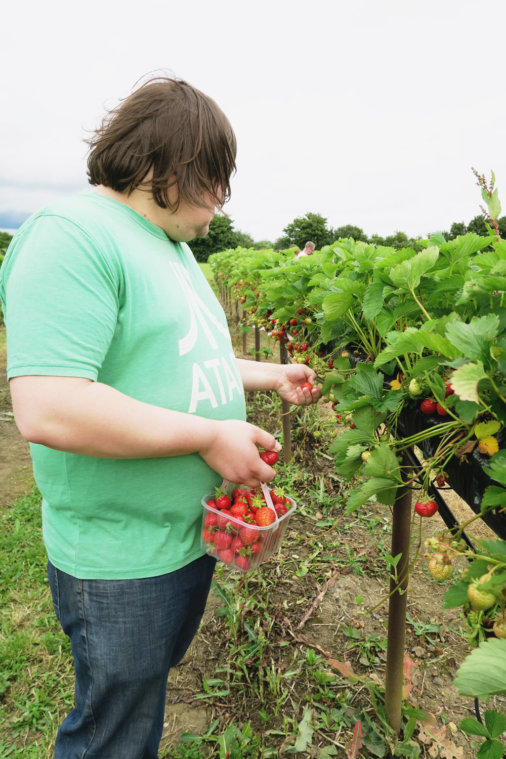 Strawberry Picking April Everyday   IMG 1932 Copy 