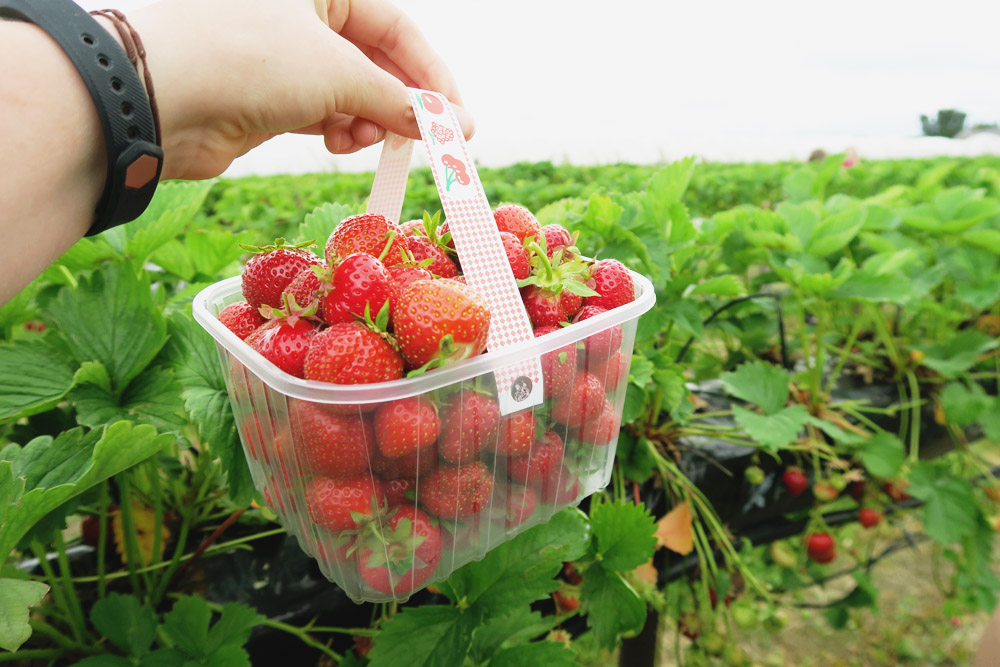 Strawberry Picking