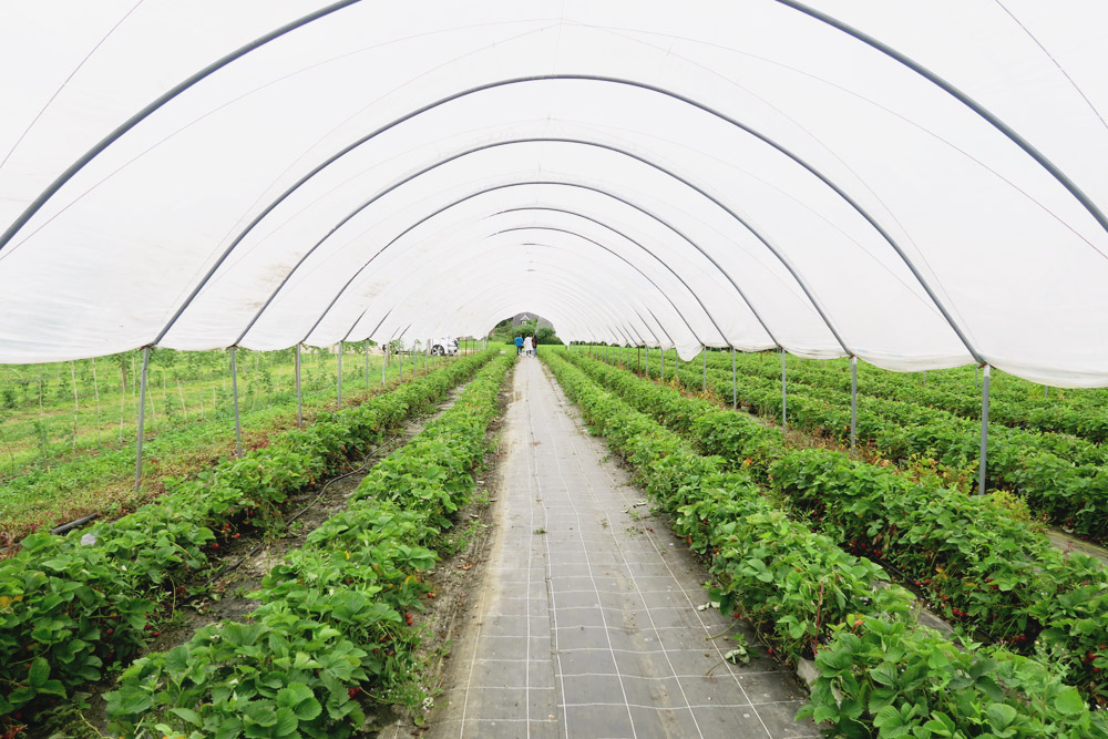 Strawberry Picking