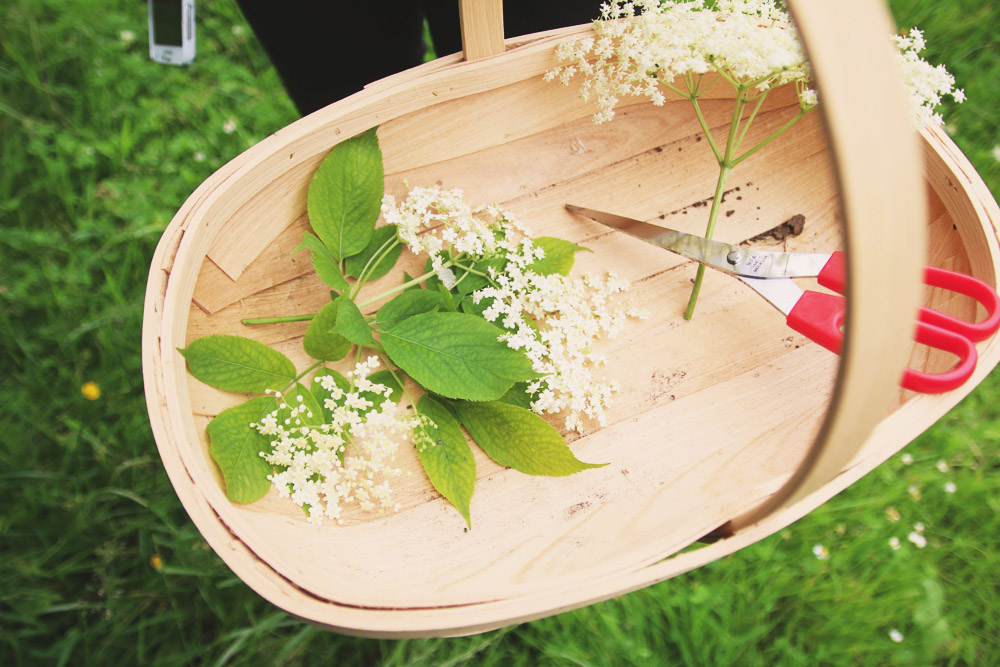 Harvesting Elderflowers