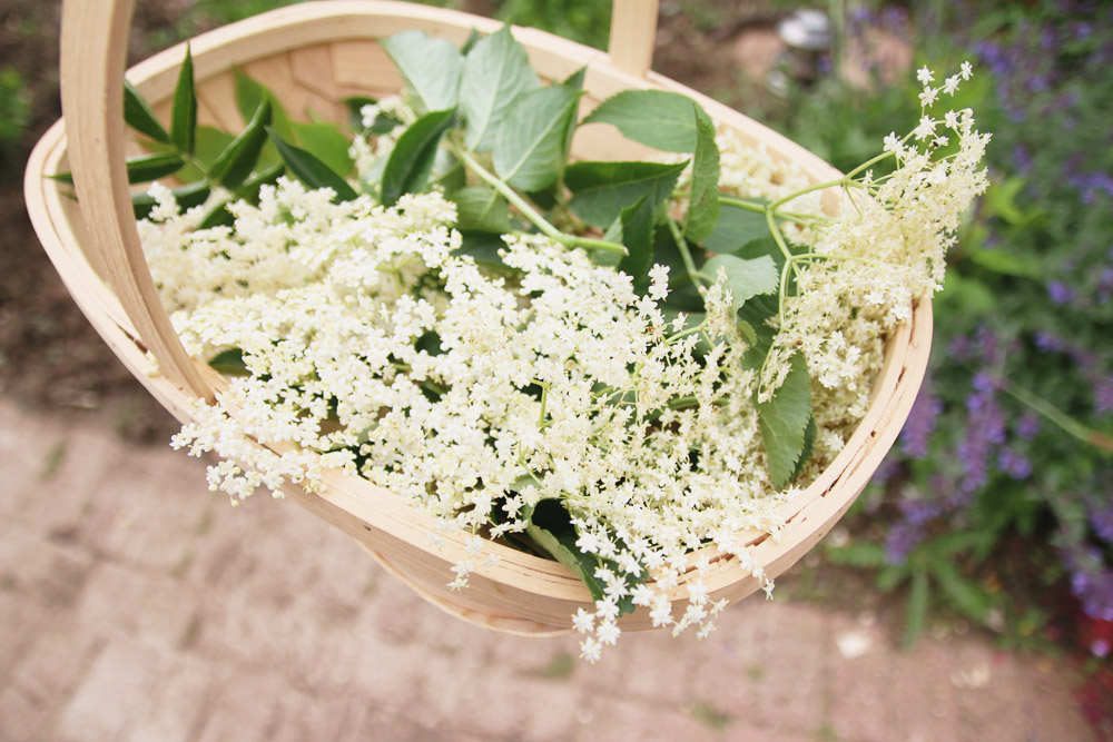 Harvesting Elderflowers