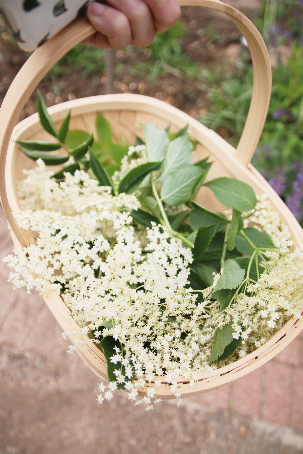 Harvesting Elderflowers