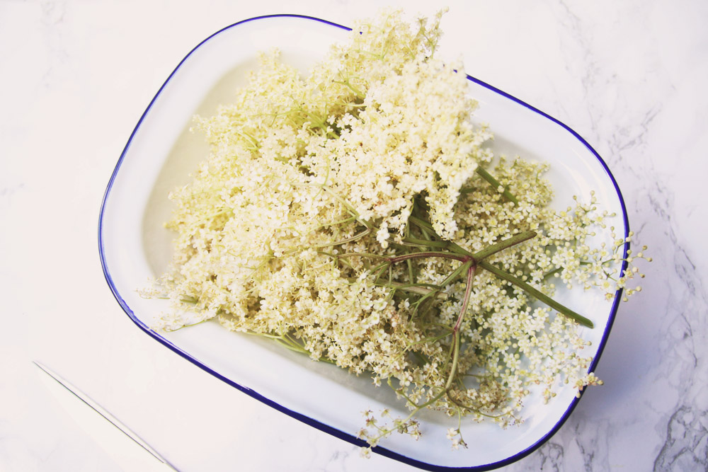 Harvesting Elderflowers