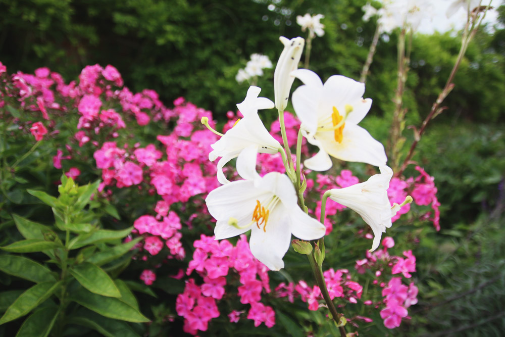 Doddington Hall & Gardens