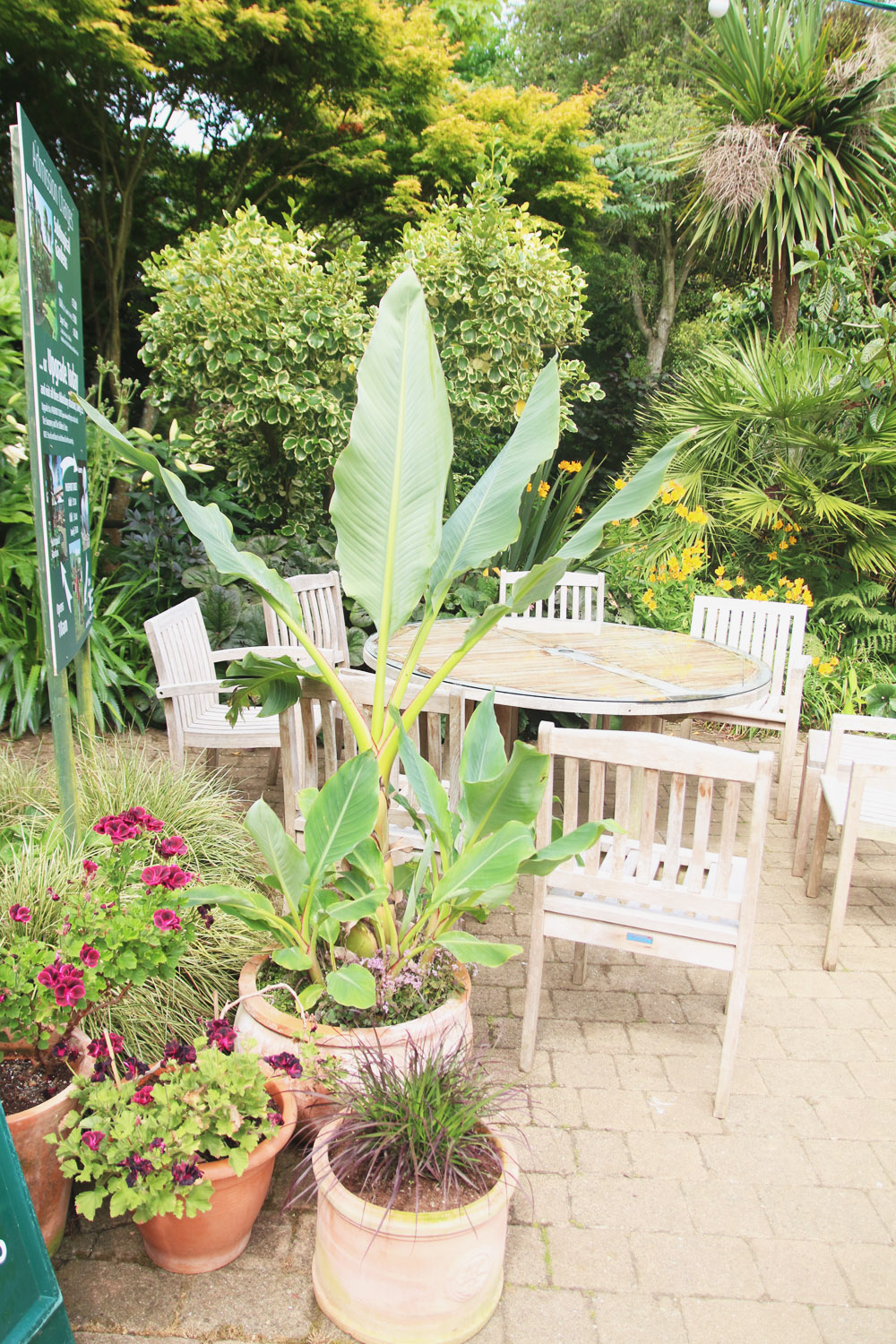 Abbotsbury Subtropical Gardens. Dorset