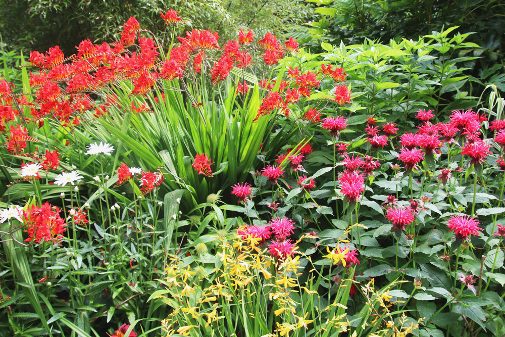 Abbotsbury Subtropical Gardens. Dorset