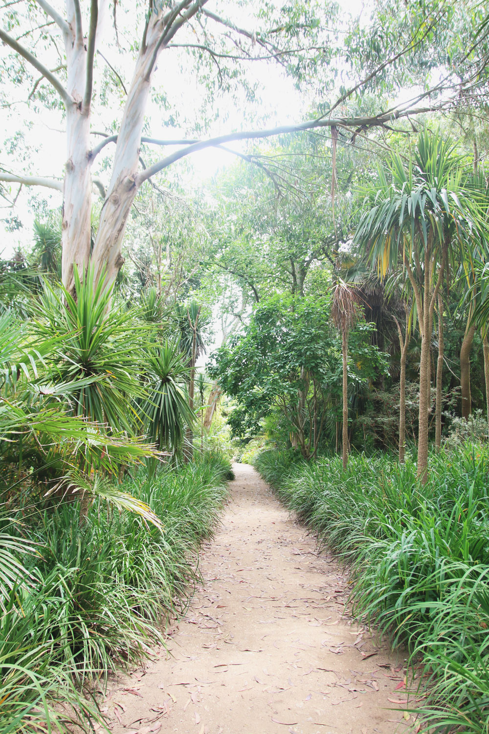 Abbotsbury Subtropical Gardens. Dorset