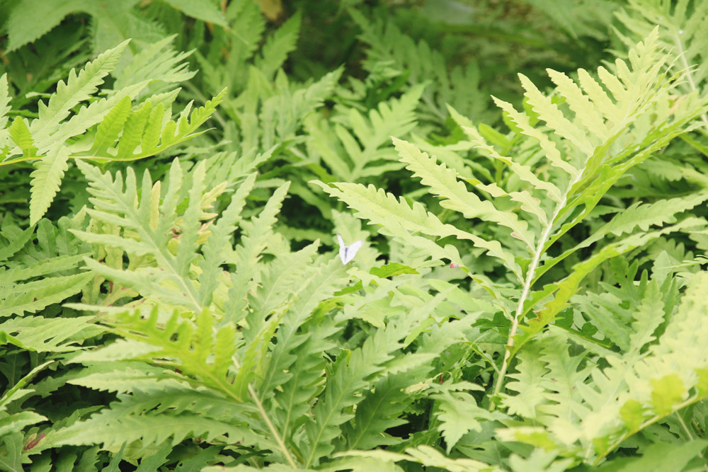 Abbotsbury Subtropical Gardens. Dorset