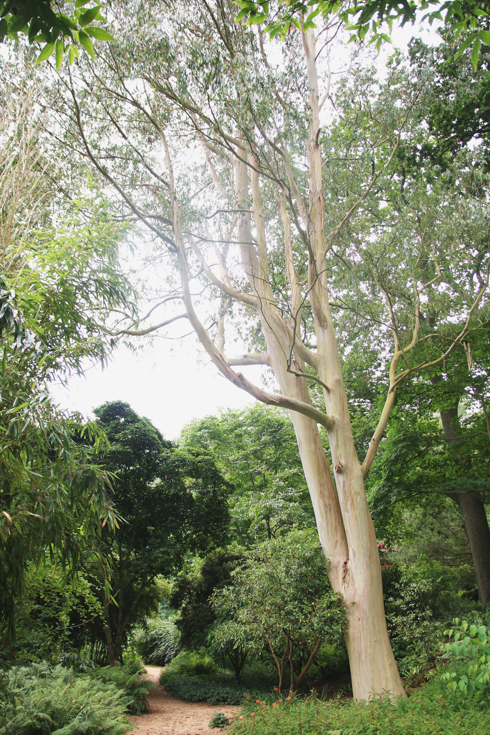 Abbotsbury Subtropical Gardens. Dorset