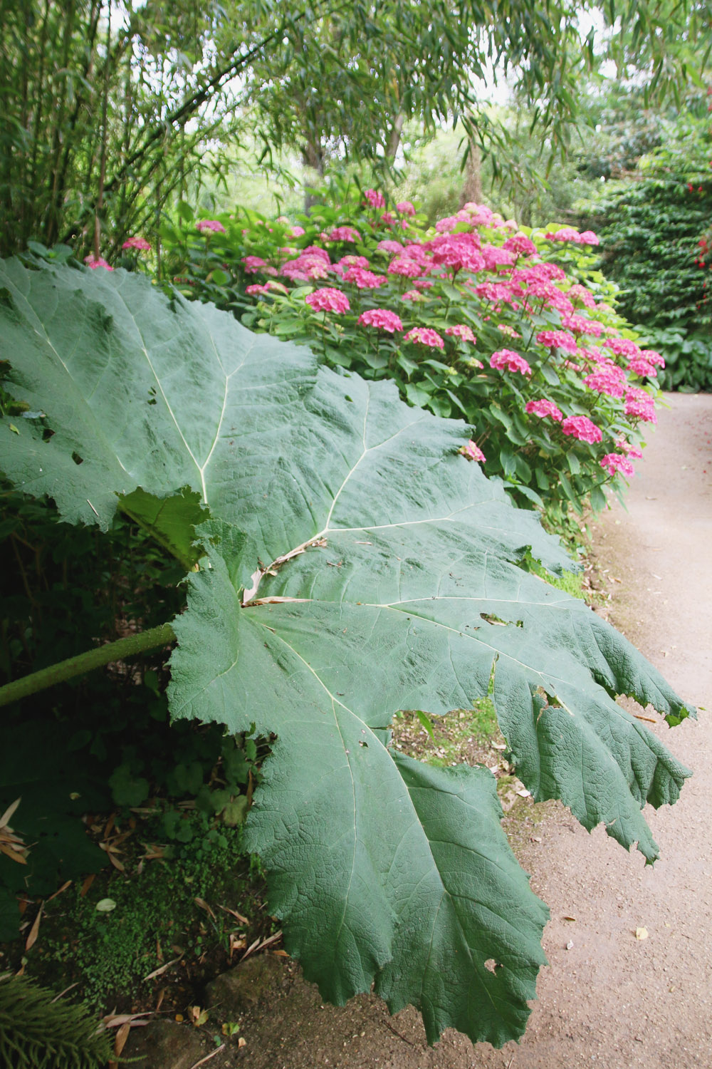 Abbotsbury Subtropical Gardens. Dorset