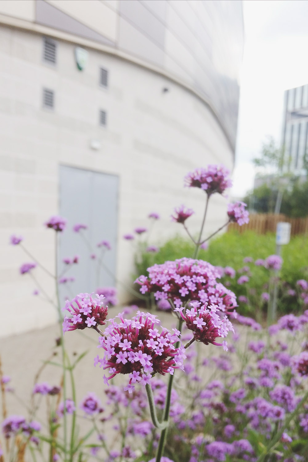 Verbena