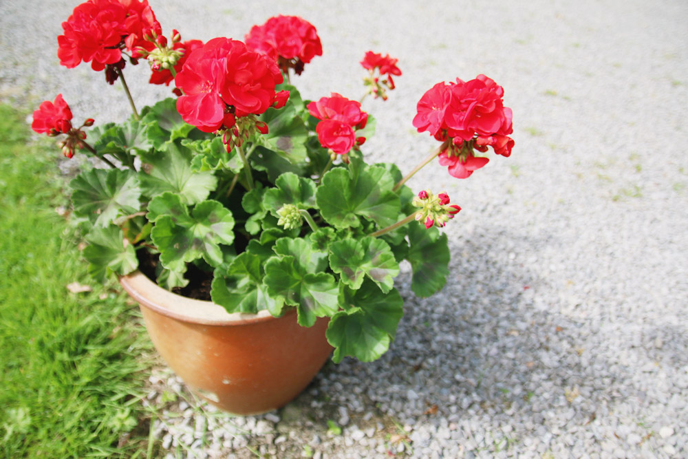 Geranium Flowers