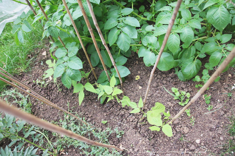 Vegetable Garden - French Beans