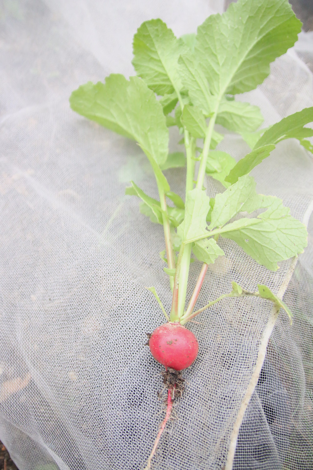 Vegetable Garden - Radish