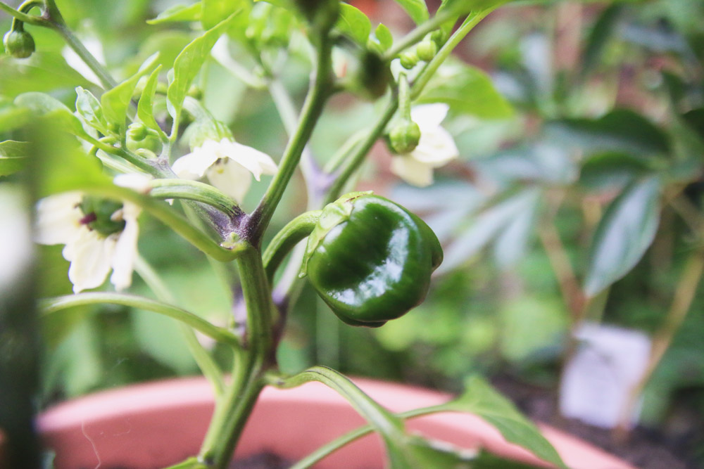 Vegetable Garden - Pepper