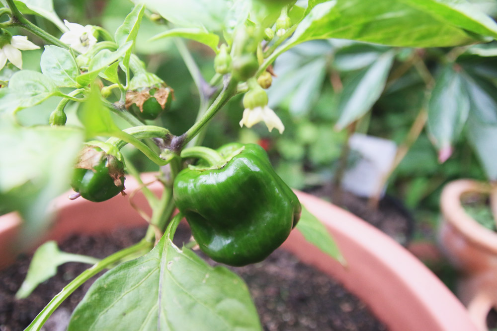 Vegetable Garden - Pepper