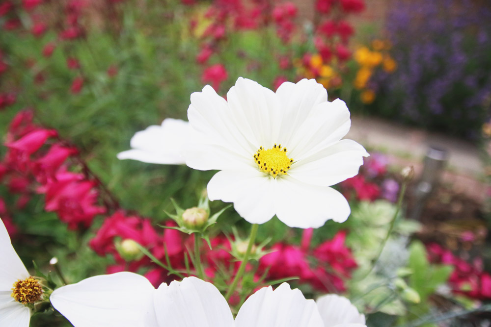 Cosmos Flower